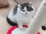 Chaton blh bicolore chocolat et blanc
