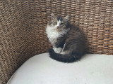 Chaton chocolat tabby bicolore blanc