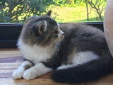 Chaton blh bicolore chocolat et blanc