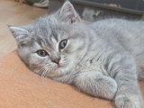 Chaton chocolat tabby bicolore blanc