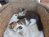 Chaton chocolat tabby bicolore blanc