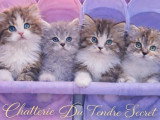 Chaton chocolat tabby bicolore blanc