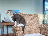 Chaton chocolat tabby bicolore blanc