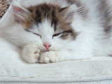 Chaton chocolat tabby bicolore blanc