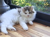 Chaton chocolat tabby bicolore blanc