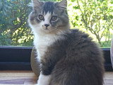 Chaton chocolat tabby bicolore blanc