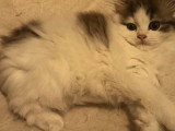 Chaton chocolat tabby bicolore blanc