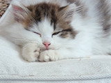 Chaton chocolat tabby bicolore blanc