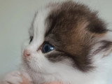 Chaton chocolat tabby bicolore blanc