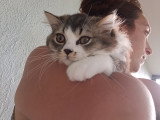 Chaton chocolat tabby bicolore blanc