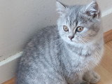 Chaton chocolat tabby bicolore blanc