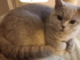 Chaton chocolat tabby bicolore blanc