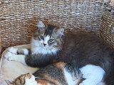 Chaton chocolat tabby bicolore blanc