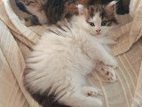 Chaton chocolat tabby bicolore blanc