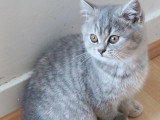 Chaton chocolat tabby bicolore blanc