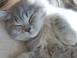 Chaton chocolat tabby bicolore blanc