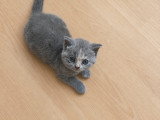 Blue, bleu tortie