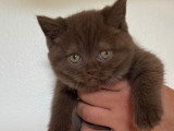 Chaton chocolat tabby bicolore blanc