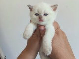Bohneur Seal silver tabby point