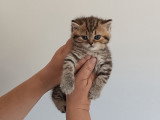 Boheme Black golden shaded mackerel tabby