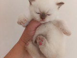 Bohneur Seal silver tabby point