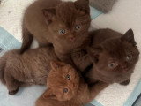 1 cannelle et 3 chocolats