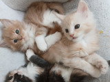 Chatons Maine Coon mâles à vendre