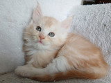 Chatons Maine Coon mâles à vendre