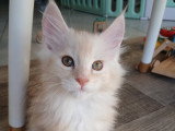 Chatons Maine Coon mâles à vendre