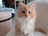 Chatons Maine Coon mâles à vendre