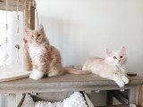 Chatons Maine Coon mâles à vendre