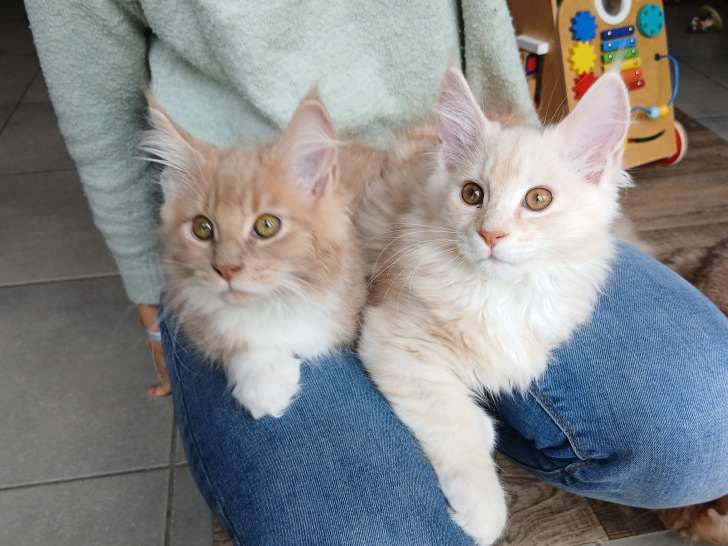 Chatons Maine Coon mâles à vendre