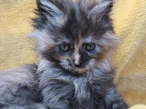 6 Chatons Maine Coon LOOF Fourrursd’Argent Disponibles