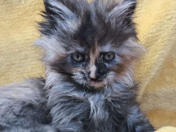 6 Chatons Maine Coon LOOF Fourrursd’Argent Disponibles