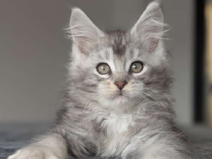 5 Chatons Maine Coon 3 Mois LOOF Réservation