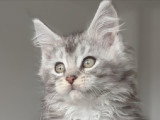 5 Chatons Maine Coon 3 Mois LOOF Réservation