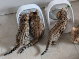 4 chatons Bengal LOOF à vendre, 3 mâles et 1 femelle, nés en décembre 2025