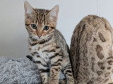 4 chatons Bengal LOOF à vendre, 3 mâles et 1 femelle, nés en décembre 2025