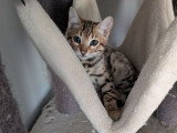 4 chatons Bengal LOOF à vendre, 3 mâles et 1 femelle, nés en décembre 2025