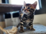 3 chatons Bengal LOOF à réserver, 1 mâle et 2 femelles de février 2026