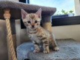 3 chatons Bengal LOOF à réserver, 1 mâle et 2 femelles de février 2026