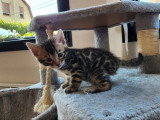 3 chatons Bengal LOOF à réserver, 1 mâle et 2 femelles de février 2026