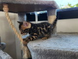 3 chatons Bengal LOOF à réserver, 1 mâle et 2 femelles de février 2026