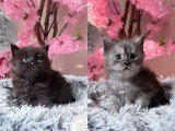 4 chatons Maine Coon LOOF à réserver, 3 femelles et 1 mâle, nés en février 2026