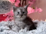 4 chatons Maine Coon LOOF à réserver, 3 femelles et 1 mâle, nés en février 2026
