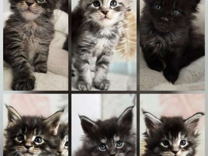 3 Mâles 3 Femelles Maine Coon LOOF Chatons Réservation