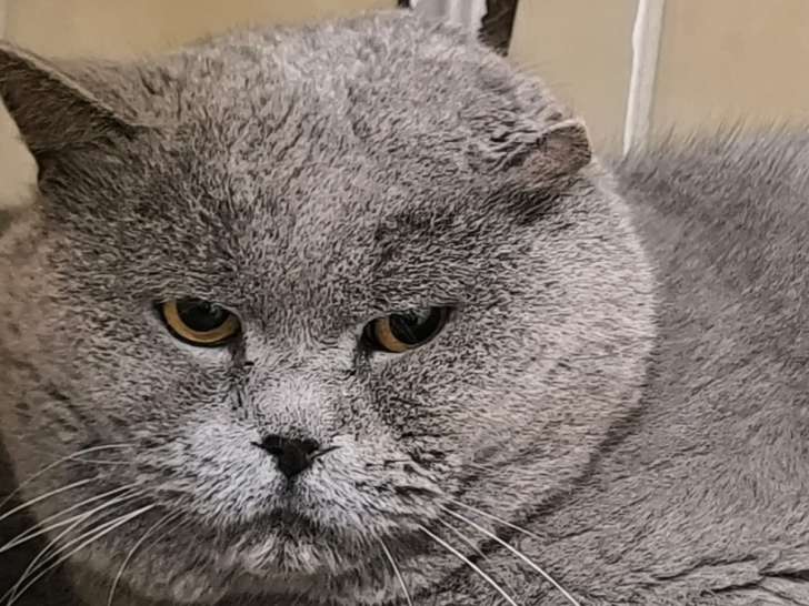 Azul, chat British Shorthair à adopter en association