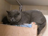 Azul, chat British Shorthair à adopter en association