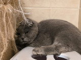 Azul, chat British Shorthair à adopter en association