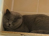 Azul, chat British Shorthair à adopter en association